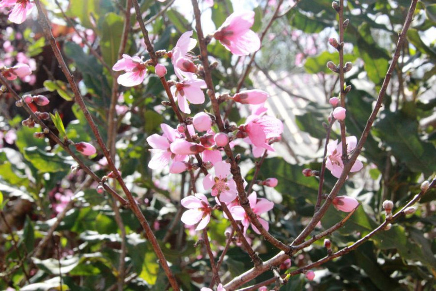  Những bông hoa đào 5 cánh khoe sắc trong tiết trời se lạnh. ẢNH: MẠNH CƯỜNG