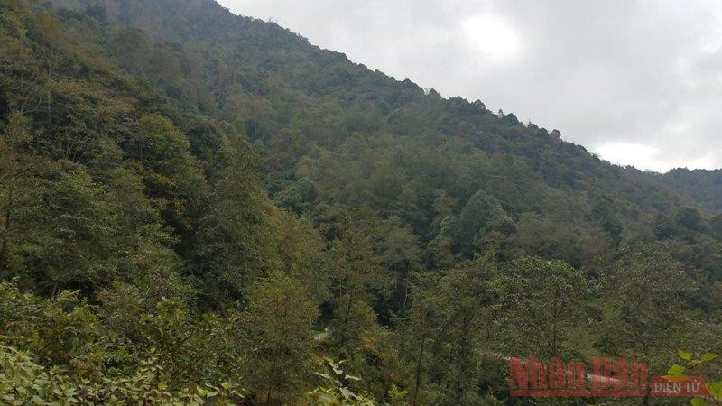 Rừng xanh đầu xã Phố Là trên cao nguyên đá Đồng Văn của tỉnh Hà Giang. (Ảnh: Minh Tâm)  Rừng xanh đầu xã Phố Là trên cao nguyên đá Đồng Văn của tỉnh Hà Giang. (Ảnh: Minh Tâm)