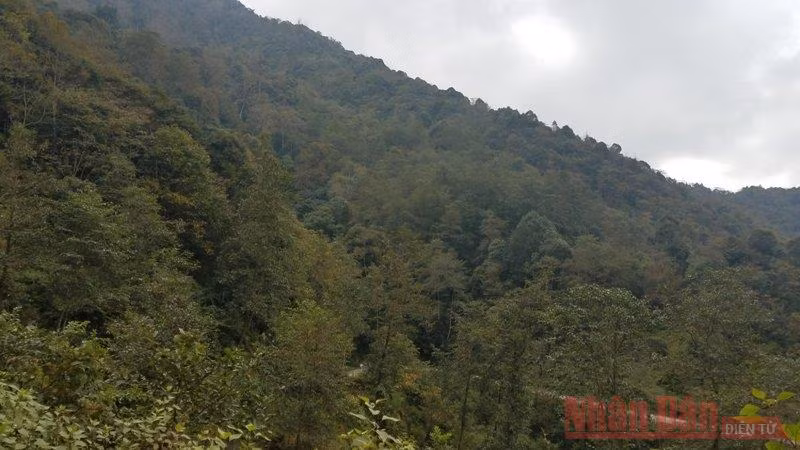 Rừng xanh đầu xã Phố Là trên cao nguyên đá Đồng Văn của tỉnh Hà Giang. (Ảnh: Minh Tâm) Rừng xanh đầu xã Phố Là trên cao nguyên đá Đồng Văn của tỉnh Hà Giang. (Ảnh: Minh Tâm)