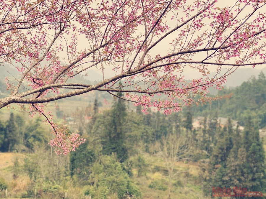 Không chỉ ở công viên Na Cồ, mai anh đào cũng xuất hiện rải rác nhiều sườn núi