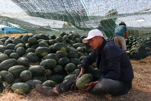 Dưa hấu thu hoạch chất đống hai bên Quốc lộ 27 chờ khách mua.