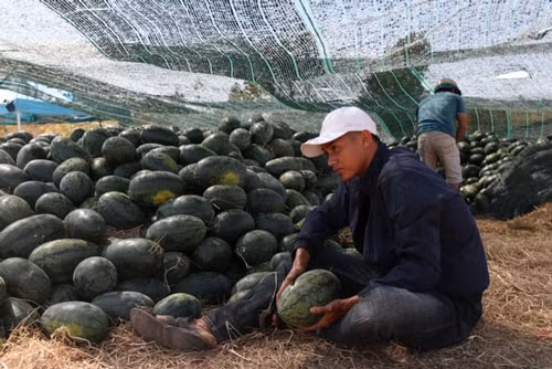 Dưa hấu thu hoạch chất đống hai bên Quốc lộ 27 chờ khách mua.