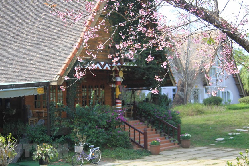  Mai anh đào bung mở đón xuân. (Ảnh: Đặng Tuấn/TTXVN)