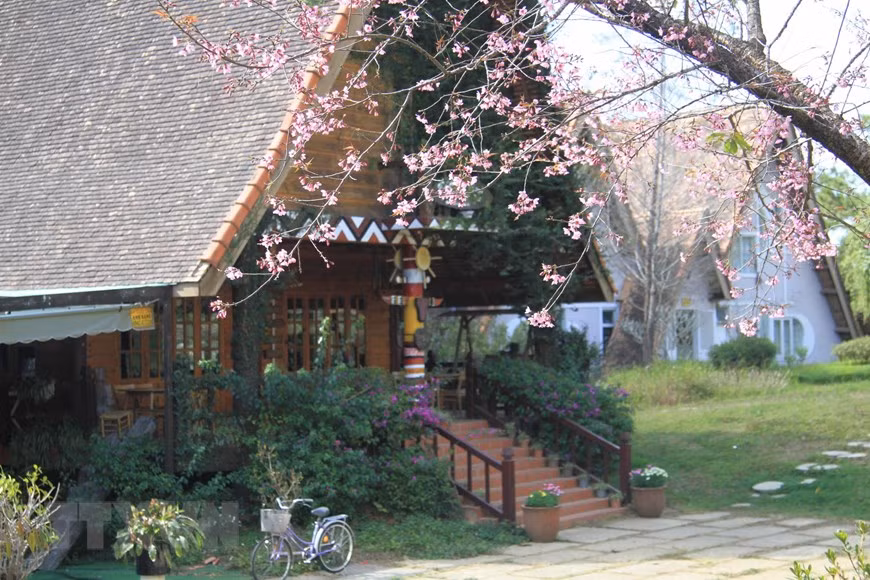  Mai anh đào bung mở đón xuân. (Ảnh: Đặng Tuấn/TTXVN)