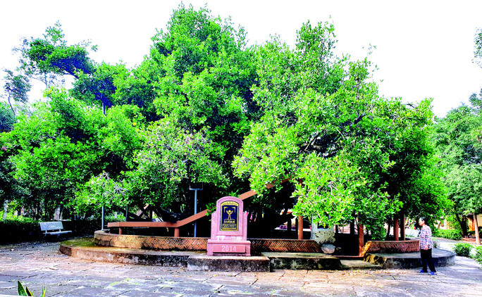 Cây bạch mai khoảng 300 tuổi trong đình thần ở Bến Tre Cây bạch mai khoảng 300 tuổi trong đình thần ở Bến Tre