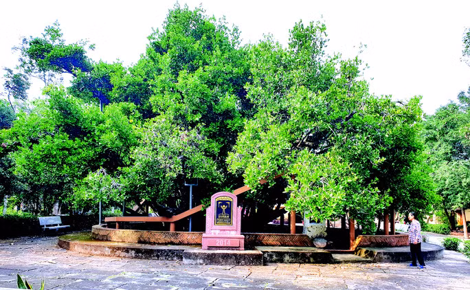 Cây bạch mai khoảng 300 tuổi trong đình thần ở Bến Tre