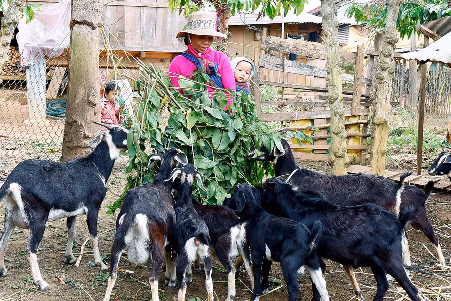 9. Từ Chương trình xây dựng nông thôn mới, nhiều dự án đã được triển khai, tạo việc làm, thu nhập cho người lao động. Bà Đinh Thị Biên (làng Buôn Lưới) cho biết: năm 2017, tôi được xã cấp cho 3 con dê. Sau 2 năm chăn nuôi dê, đàn dê giờ đã có 24 con, tôi vừa bán bớt 10 con trị giá hơn 10 triệu đồng.