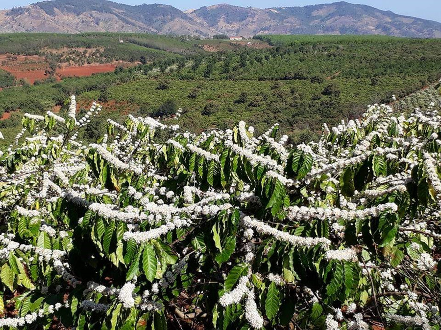 Chỉ còn vài ngày nữa, mảnh đất Gia Lai bước vào “Tháng 3 Tây Nguyên, mùa con ong đi lấy mật, mùa con voi xuống sông uống nước” như ca từ trong bài hát. Và những ngày này, hoa cà phê đang nở rộ, bông hoa trắng xóa trên nền xanh mênh mông của rẫy cà phê. Ảnh Trần Hồng