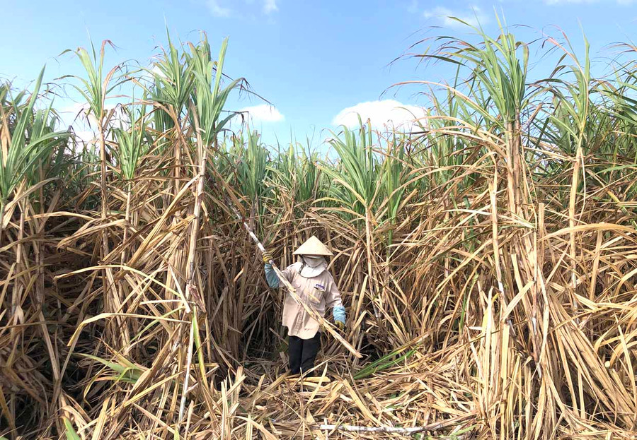 Năm nay, do ảnh hưởng của dịch Covid-19, hàng trăm lao động ở các tỉnh không đến Gia Lai làm thuê dẫn đến thiếu hụt nhân công thu hoạch mía. Ảnh: Ngọc Minh