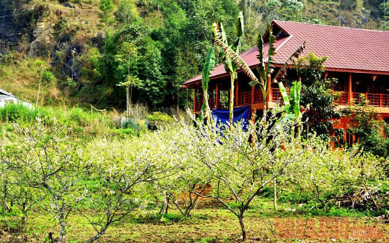 Với những ngôi nhà sàn truyền thống của người Tày và mận Tam Hoa nở trắng vào mùa xuân. 