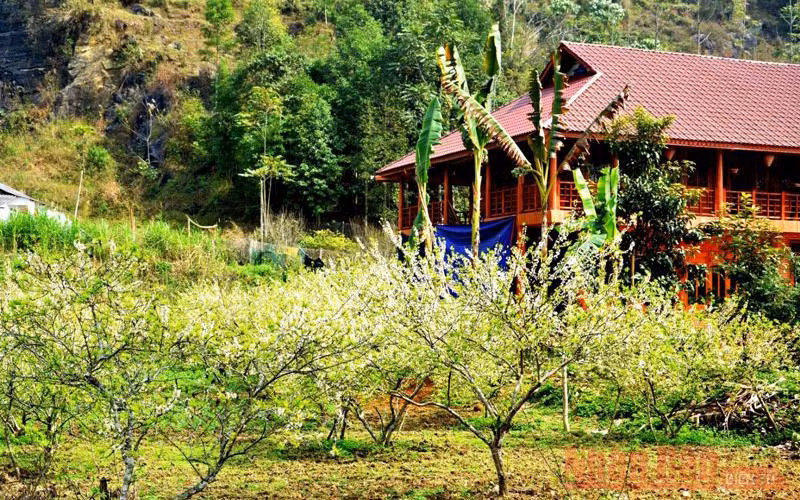 Với những ngôi nhà sàn truyền thống của người Tày và mận Tam Hoa nở trắng vào mùa xuân. 