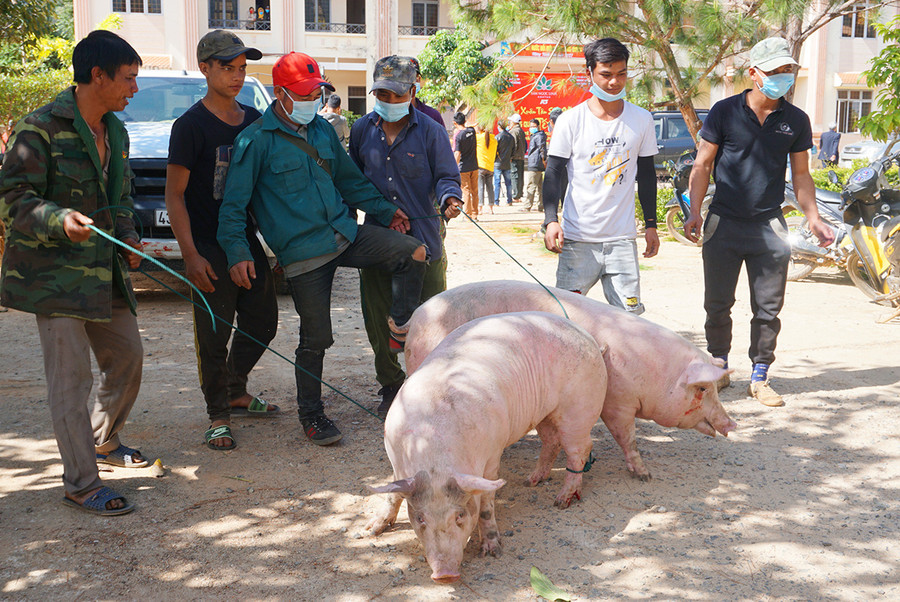 Người dân xã Măng Ri vui mừng dẫn heo về làng chuẩn bị đón Tết cổ truyền dân tộc.