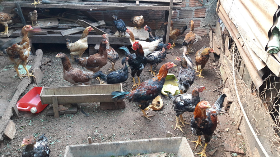 Người chăn nuôi cần chủ động các biện pháp phòng dịch bệnh cho đàn gia cầm. Ảnh: Lương Thanh