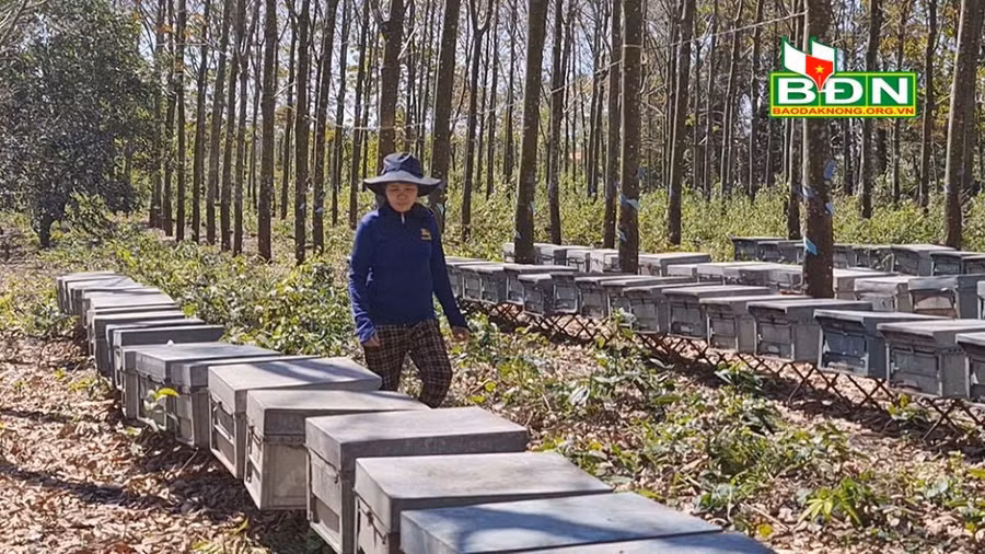 Bà Hoa theo đuổi nghề nuôi ong hơn 10 năm nay