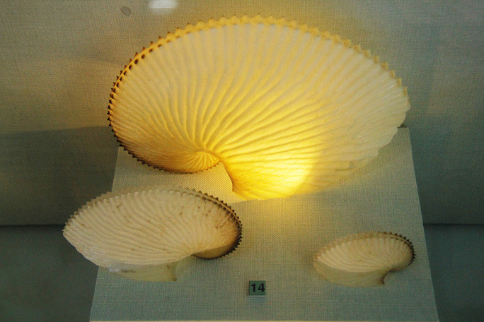  Vỏ ốc Anh Vũ được mệnh danh là hóa thạch sống thời hiện đại