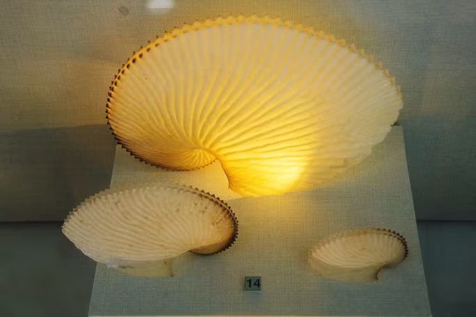  Vỏ ốc Anh Vũ được mệnh danh là hóa thạch sống thời hiện đại