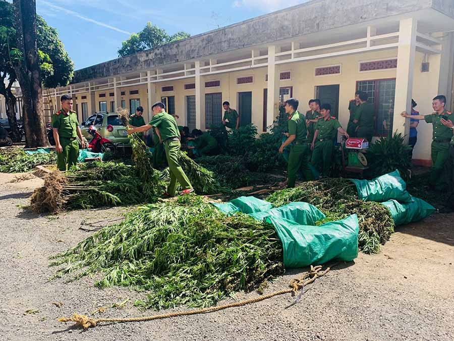  Số cần sa được thu giữ trong vụ án. Ảnh: Văn Ngọc