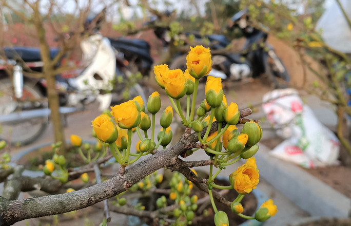 Dù theo đánh giá của nhà vườn, mai vàng năm nay hoa nở đúng dịp Tết, giá cả lại thấp hơn nhiều so với năm trước