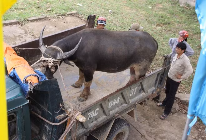 Những con trâu hoang to lớn ở đồi Máu (xã Cam Tuyền, H.Cam Lộ, Quảng Trị) được đưa ra khỏi rừng ẢNH: NGUYỄN PHÚC