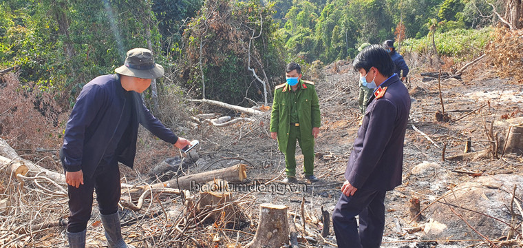  Lực lượng chức năng khám nghiệm hiện trường vụ phá rừng