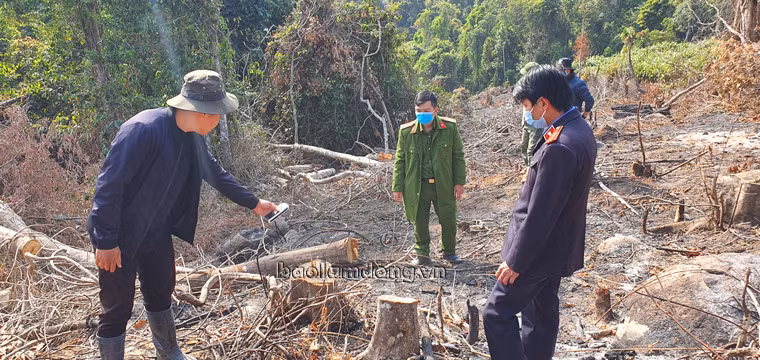  Lực lượng chức năng khám nghiệm hiện trường vụ phá rừng