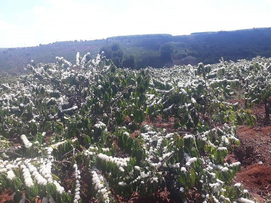  Hoa cà phê lan tỏa hương thơm dịu nhẹ theo gió, thu hút nhiều ong bướm đi hút mật.