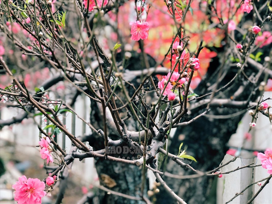 Bên cạnh những gốc đào cổ thụ, để phục vụ thị trường Tết, còn có nhiều cây đào nhỏ loại bé hơn phù hợp trưng bày văn phòng Bên cạnh những gốc đào cổ thụ, để phục vụ thị trường Tết, còn có nhiều cây đào nhỏ loại bé hơn phù hợp trưng bày văn phòng