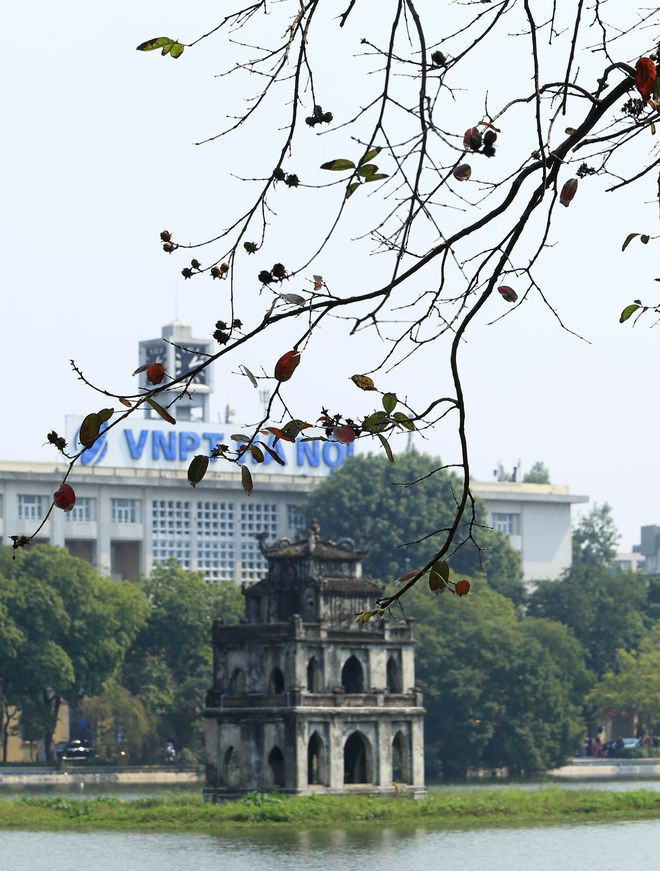 Hàng cây lộc vừng thay lá bên tháp Rùa