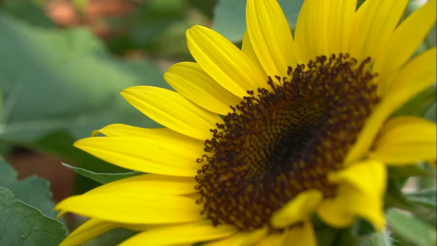 Với đặc tính luôn hướng về phía mặt trời thì trong tình bạn, hoặc các mối quan hệ đối tác bên ngoài xã hội, hoa hướng dương biểu trưng cho sự chân thành, tính kiên định. Trong tình yêu, đó là biểu tượng của sự chung thủy, sắt son, luôn một lòng hướng về phía đối phương.