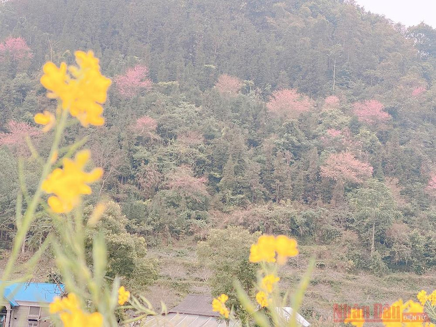 Đào rừng cũng đã bắt đầu nở dọc các sườn núi