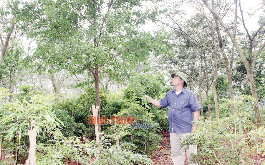 Ngoài trồng cây gỗ sưa đỏ, ông Kiểm còn trồng thêm cây đàn hương trắng - một loại cây gỗ quý hiếm có giá trị kinh tế cao