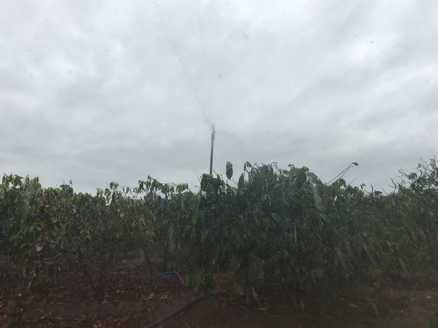 Nhiều nông dân sử dụng béc tưới cà phê vừa tiết kiệm nhân công vừa mang lại hiệu quả. Ảnh: Nguyễn Diệp