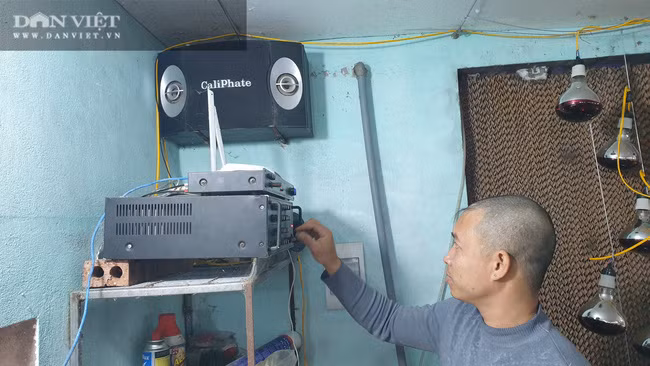 Nhờ cho thỏ nghe nhạc trữ tình hàng ngày, đàn thỏ của gia đình anh Quyền lớn nhanh, sinh sản mạnh. Nhờ cho thỏ nghe nhạc trữ tình hàng ngày, đàn thỏ của gia đình anh Quyền lớn nhanh, sinh sản mạnh.