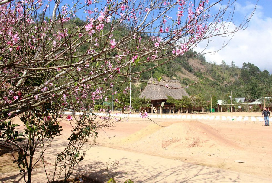 Đào rừng bung nở khoe sắc giữa đất trời. ẢNH: MẠNH CƯỜNG