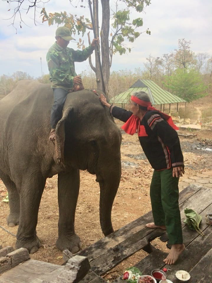  Tập tục cúng voi của người dân tại huyện huyện Lắk, Buôn Đôn được tổ chức từ bao đời nay.