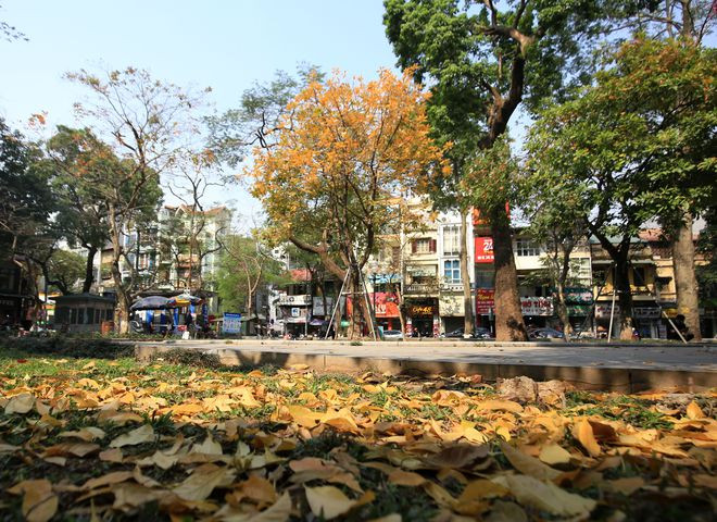 Cây lộc vừng “khoác áo mới” trên đường Quán Thánh