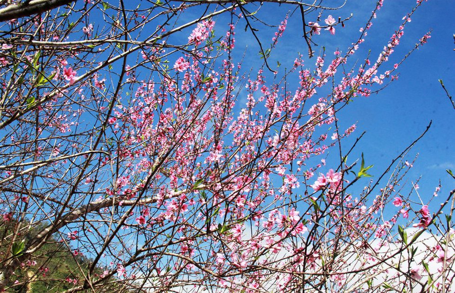 Những bông hoa đào bung nở khiến bản làng được bao quang bởi sắc hồng. ẢNH: MẠNH CƯỜNG