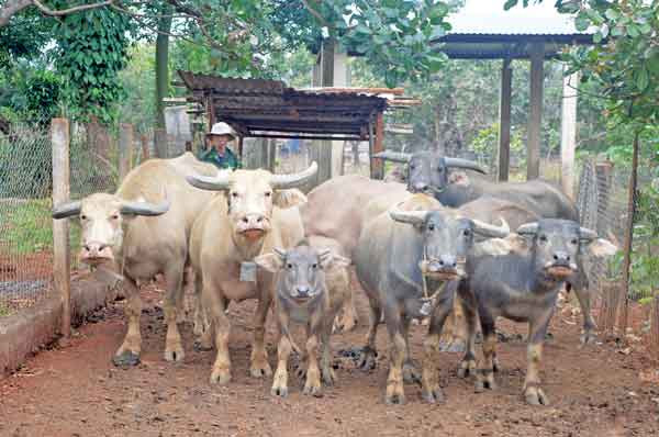 Ông Kpuih Pốc (làng Beng, xã Ia Chía, huyện Ia Grai) lùa đàn trâu ra khỏi chuồng để bắt đầu hành trình chăn thả. Ảnh: Phương Dung