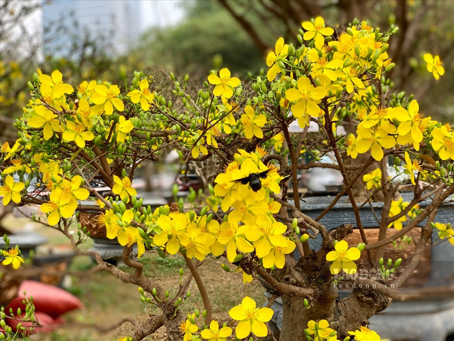 Mai Hương là giống mai mà hoa có mùi thơm, nhụỵ hoa có màu cam đậm hơn các loại mai khác. Chính vì vậy, loại mai này đặc biệt thu hút nhiều ong tới hút mật.