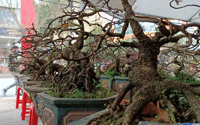  Mai được chăm sóc rất công phu