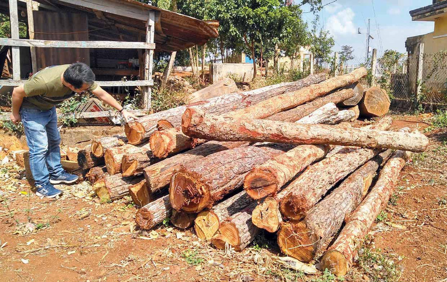 Gỗ bị cưa hạ đang được tạm giữ tại UBND xã Kon Chiêng (huyện Mang Yang). Ảnh: Lê Văn Ngọc