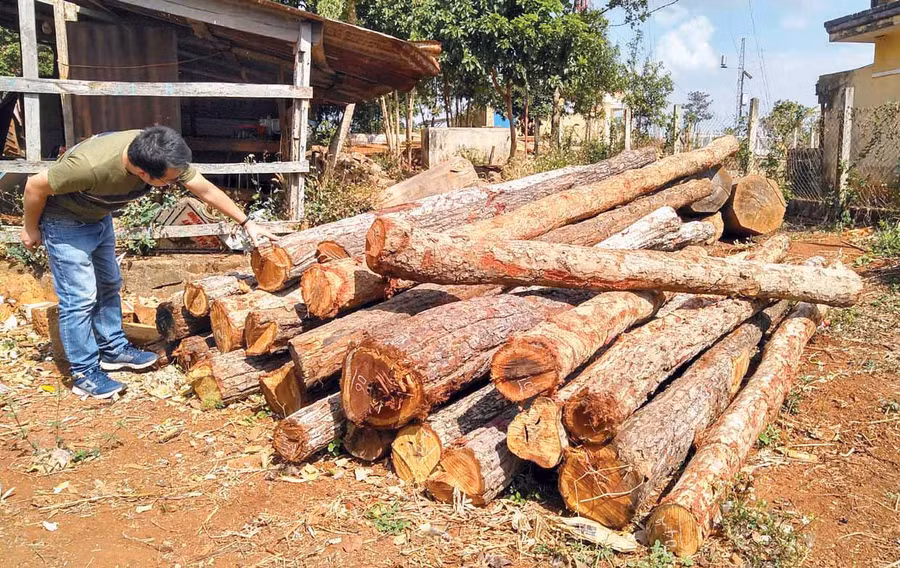 Gỗ bị cưa hạ đang được tạm giữ tại UBND xã Kon Chiêng (huyện Mang Yang). Ảnh: Lê Văn Ngọc