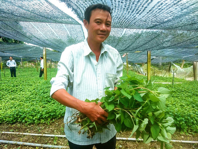 Ông Tám Sẵn-Huỳnh Ngọc Hoàng, xã Phước Lâm, huyện Cần Giuộc, tỉnh Long An và loại rau diếp cá ăn có mùi tanh tanh mà nhanh thu tiền tỷ. Ông Tám Sẵn-Huỳnh Ngọc Hoàng, xã Phước Lâm, huyện Cần Giuộc, tỉnh Long An và loại rau diếp cá ăn có mùi tanh tanh mà nhanh thu tiền tỷ.