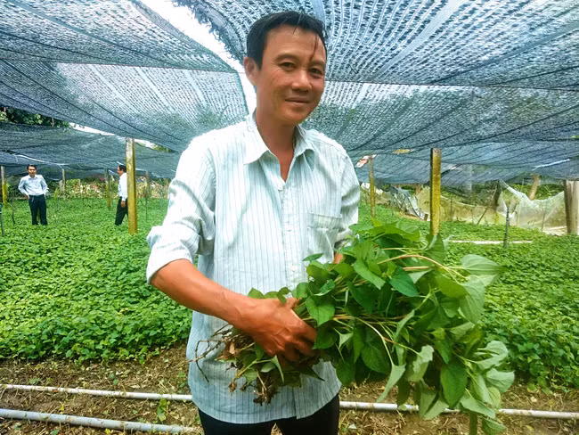 Ông Tám Sẵn-Huỳnh Ngọc Hoàng, xã Phước Lâm, huyện Cần Giuộc, tỉnh Long An và loại rau diếp cá ăn có mùi tanh tanh mà nhanh thu tiền tỷ.