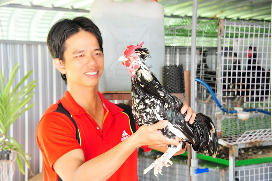 Ngoài nuôi chim trĩ, anh Thanh còn nuôi gà Quý Phi (giống gà Quý Phi nhập từ nước Anh về) cũng là người đầu tiên nuôi loại gà này ở đất Cần Thơ.  Ngoài nuôi chim trĩ, anh Thanh còn nuôi gà Quý Phi (giống gà Quý Phi nhập từ nước Anh về) cũng là người đầu tiên nuôi loại gà này ở đất Cần Thơ.