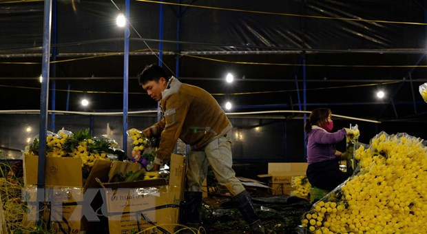 Hoa được đóng thành từng thùng lớn ngay tại vườn để sáng hôm sau xe tải đến chở đi các chợ đầu mối tiêu thụ. (Ảnh: Nguyễn Dũng/TTXVN)