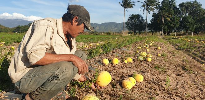 Do không có người thu mua, nông dân để dưa hấu khô héo trên đồng ruộng. Ảnh: THIỆN NHÂN