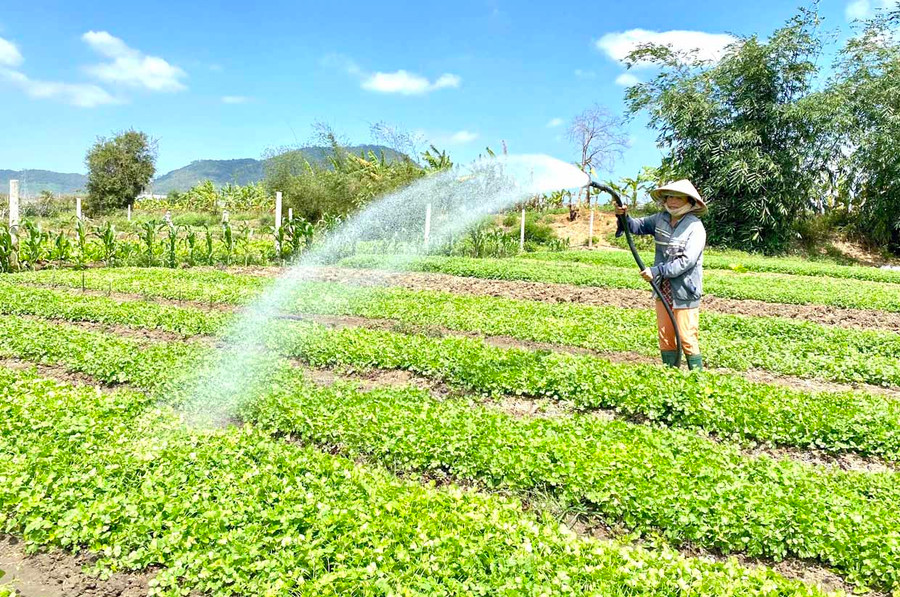 Do ảnh hưởng của dịch Covid-19, giá rau xanh giảm mạnh khiến người trồng rau trên địa bàn thị xã An Khê gặp khó. Ảnh: Hồng Thi