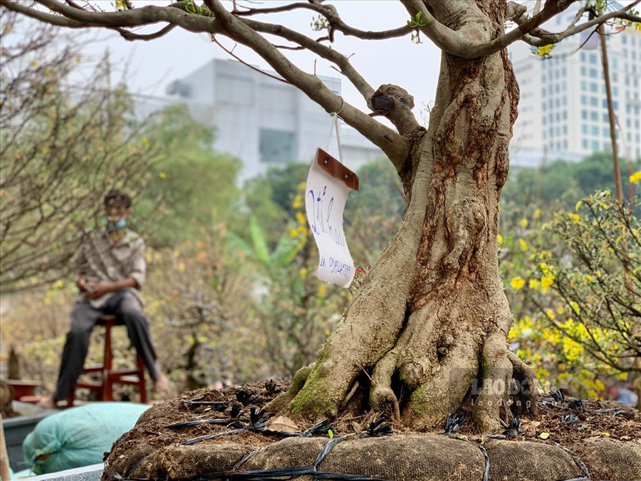  Sát bên cạnh cây mai Hương là cây mai Sữa cổ thụ có tuổi đời 90 năm với giá bán cũng không mấy kém cạnh - 2,2 tỉ đồng.