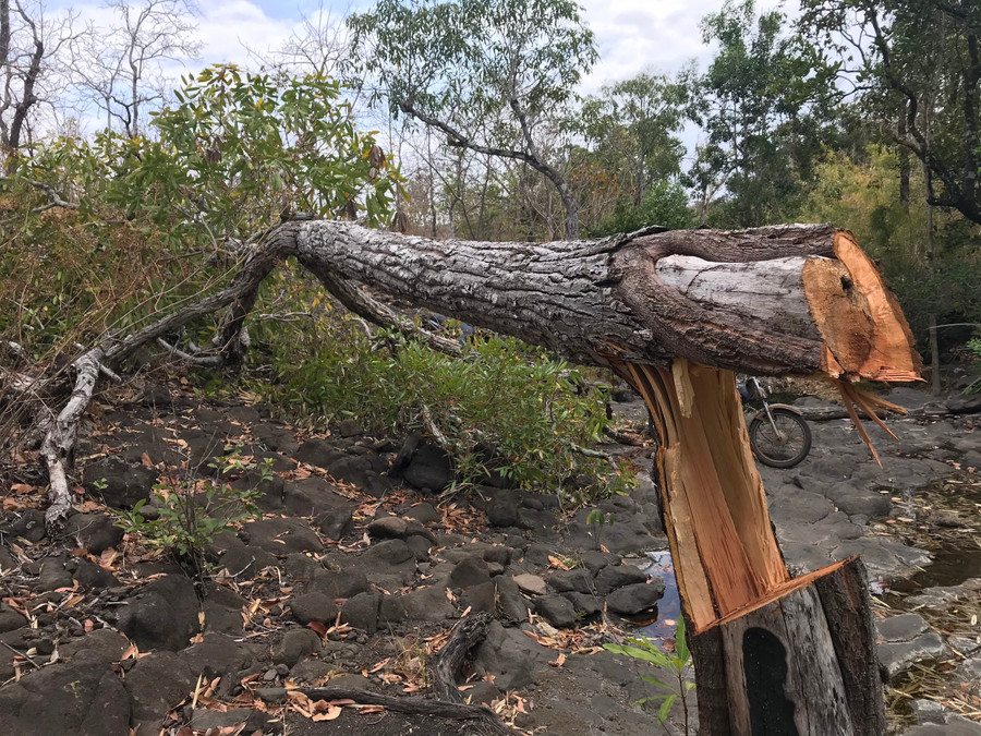  Rừng tại xã Kon Chiêng, huyện Mang Yang đang bị xâm hại. Ảnh: Văn Ngọc